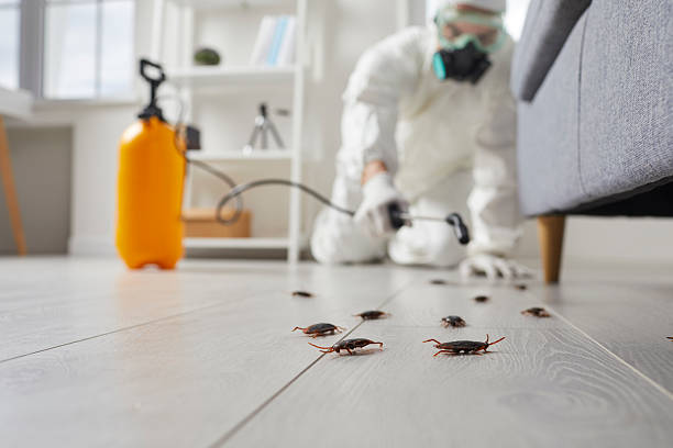 Commercial Kitchen Cockroach Control in Cannon Falls
